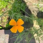 Eschscholzia caespitosa Flor