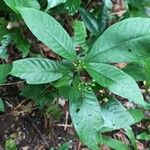 Psychotria schweinfurthii Frucht