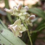 Polystachya carnosa Flor
