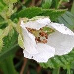 Rubus pruinosus ফুল