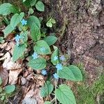 Omphalodes vernaАгульны выгляд