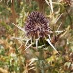 Silybum eburneum Flower