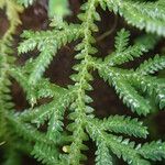 Selaginella cathedrifolia ᱥᱟᱠᱟᱢ