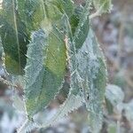 Buddleja globosa पत्ता