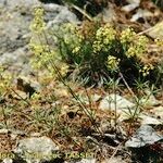 Galium obliquum عادت