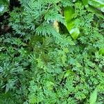 Selaginella willdenowii Лист