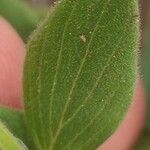 Scutellaria tuberosa Hoja