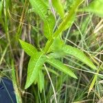 Penthorum sedoides Leaf
