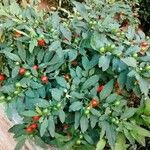 Solanum pseudocapsicum पत्ता