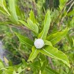 Salix eriocephala Fiore