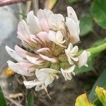 Trifolium thalii Flower