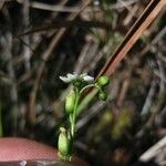 Drosera anglica Virág