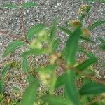 Euphorbia nutans Virág