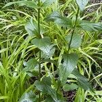 Scrophularia nodosa Blatt