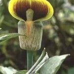 Arisaema flavum Blatt