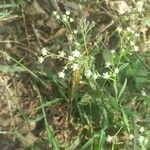 Parthenium hysterophorusപുഷ്പം