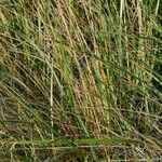 Calamagrostis breviligulata Habit