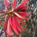 Erythrina speciosa Kwiat