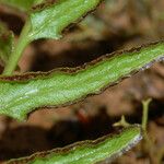 Lindsaea ensifolia Blatt