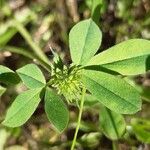 Trifolium squamosum Other