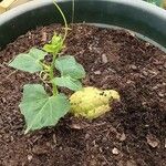Sechium edule Φύλλο