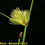 Carex bohemica Плід