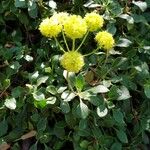 Eriogonum umbellatum موطن