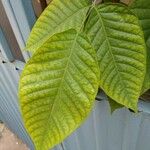 Sandoricum koetjape Leaf