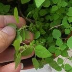 Parietaria floridana Hoja