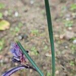 Iris spuria Feuille