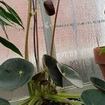 Begonia santos-limae 形态