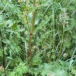 Rumex crispus Foglia