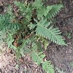 Polypodium virginianum ഇല