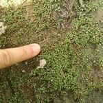 Elatine hexandra Natur