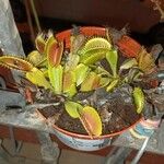 Dionaea muscipula Folla