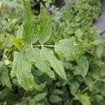 Sium sisarum Hoja