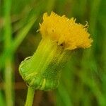 Crassocephalum picridifolium 花