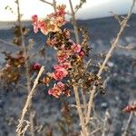 Salsola divaricata Fula