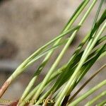 Cyperus laevigatus Leaf