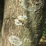 Olea capensis Bark