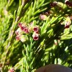Erica reunionensis Blüte