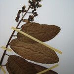 Mahurea palustris