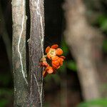 Clavija lancifolia Flor