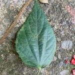 Malvaviscus penduliflorus Leaf