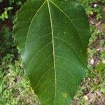 Ficus lateriflora Blad