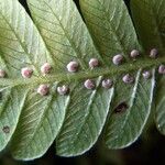 Thelypteris leprieurii Лист