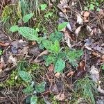 Hieracium maculatum Fuelha