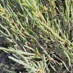 Salicornia procumbens অভ্যাস
