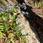 Myosotis arvensis Fleur