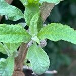 Buddleja globosa पत्ता